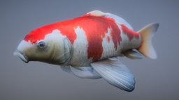 Koi Carp