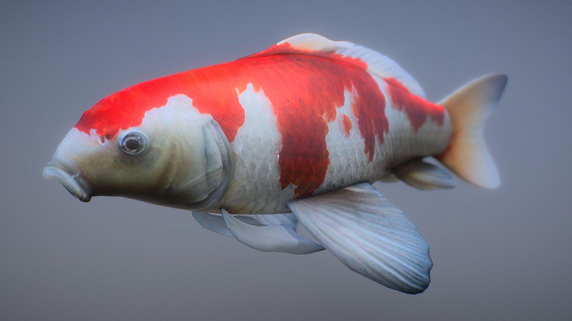 Koi Carp 3d model