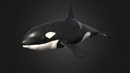 Killer Whale