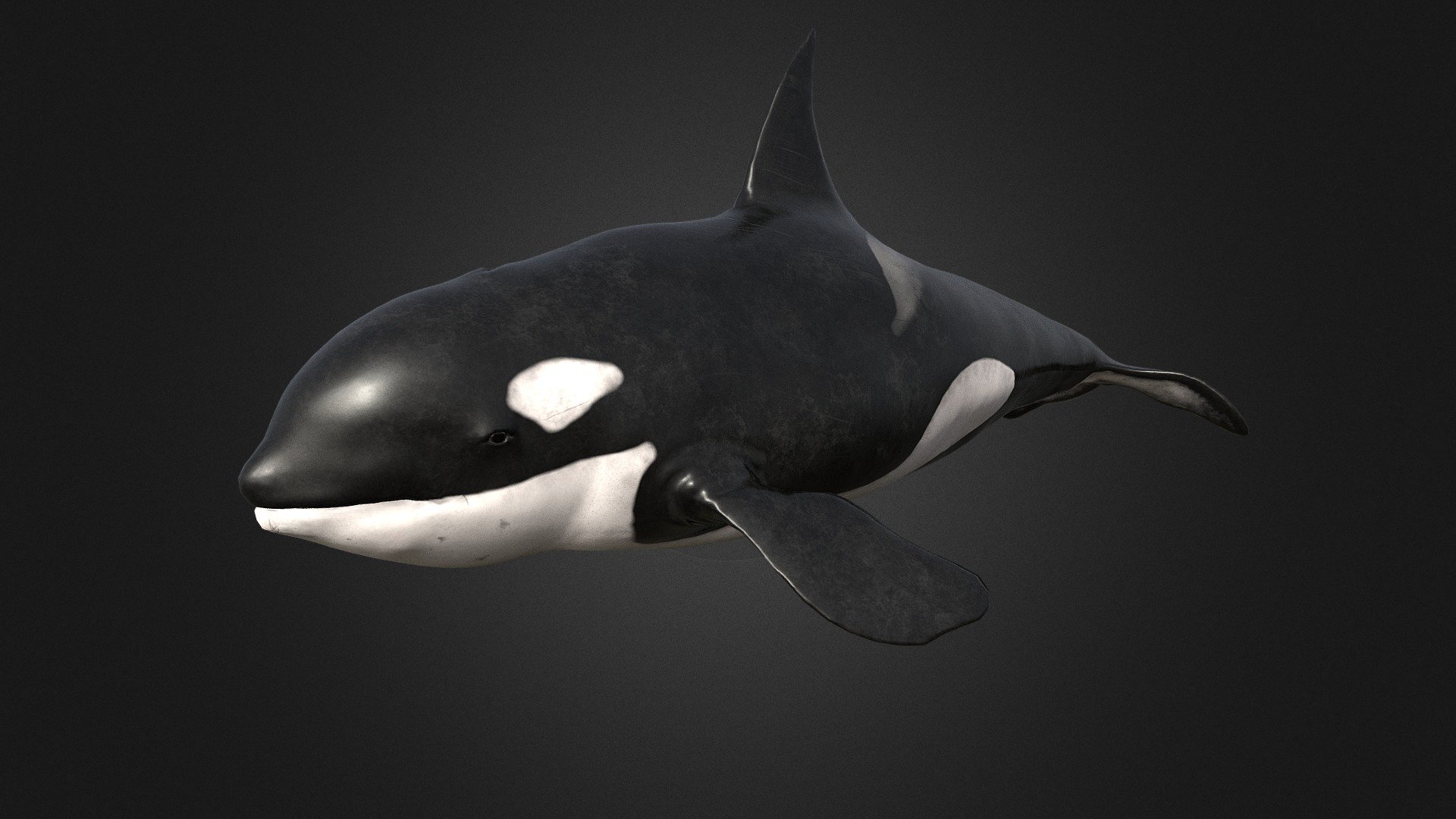 Killer Whale 3d model