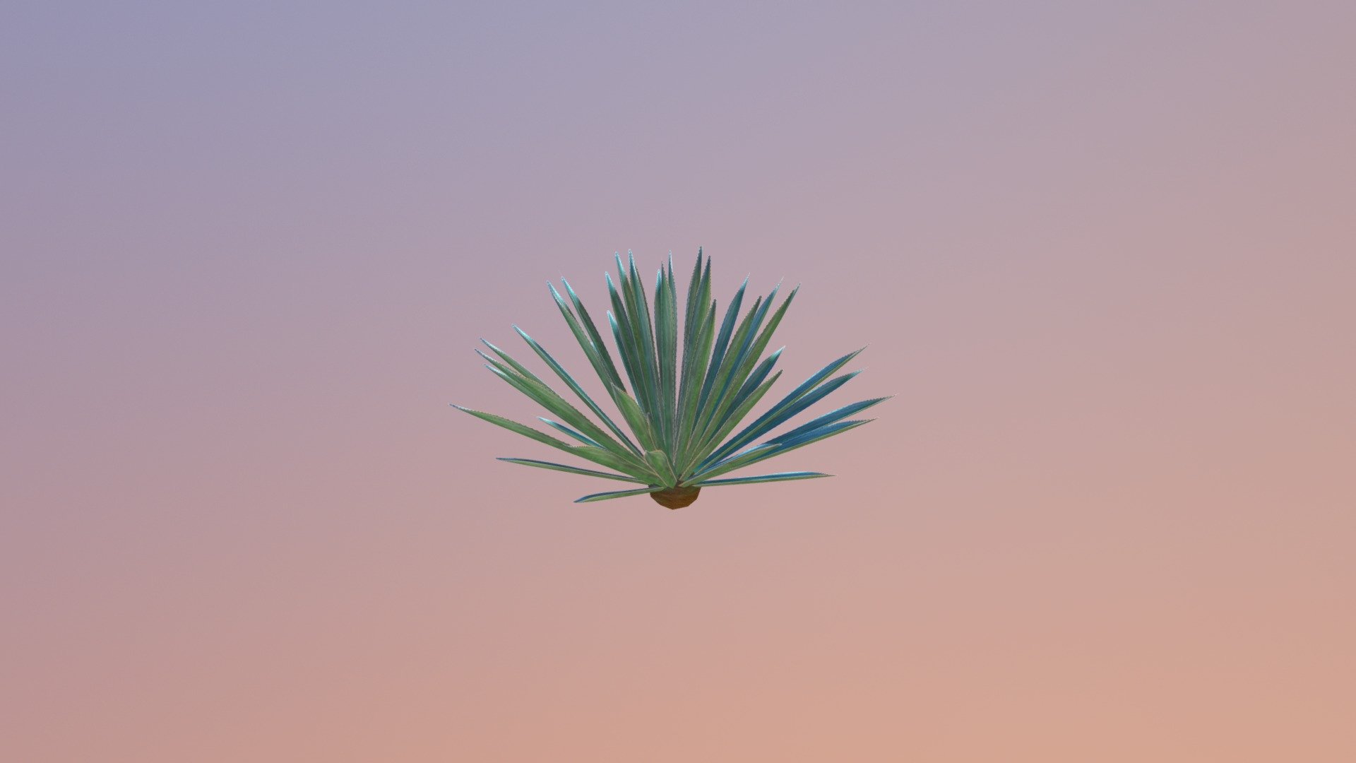 Blue Agave Plant (Agave Azul) 3d model