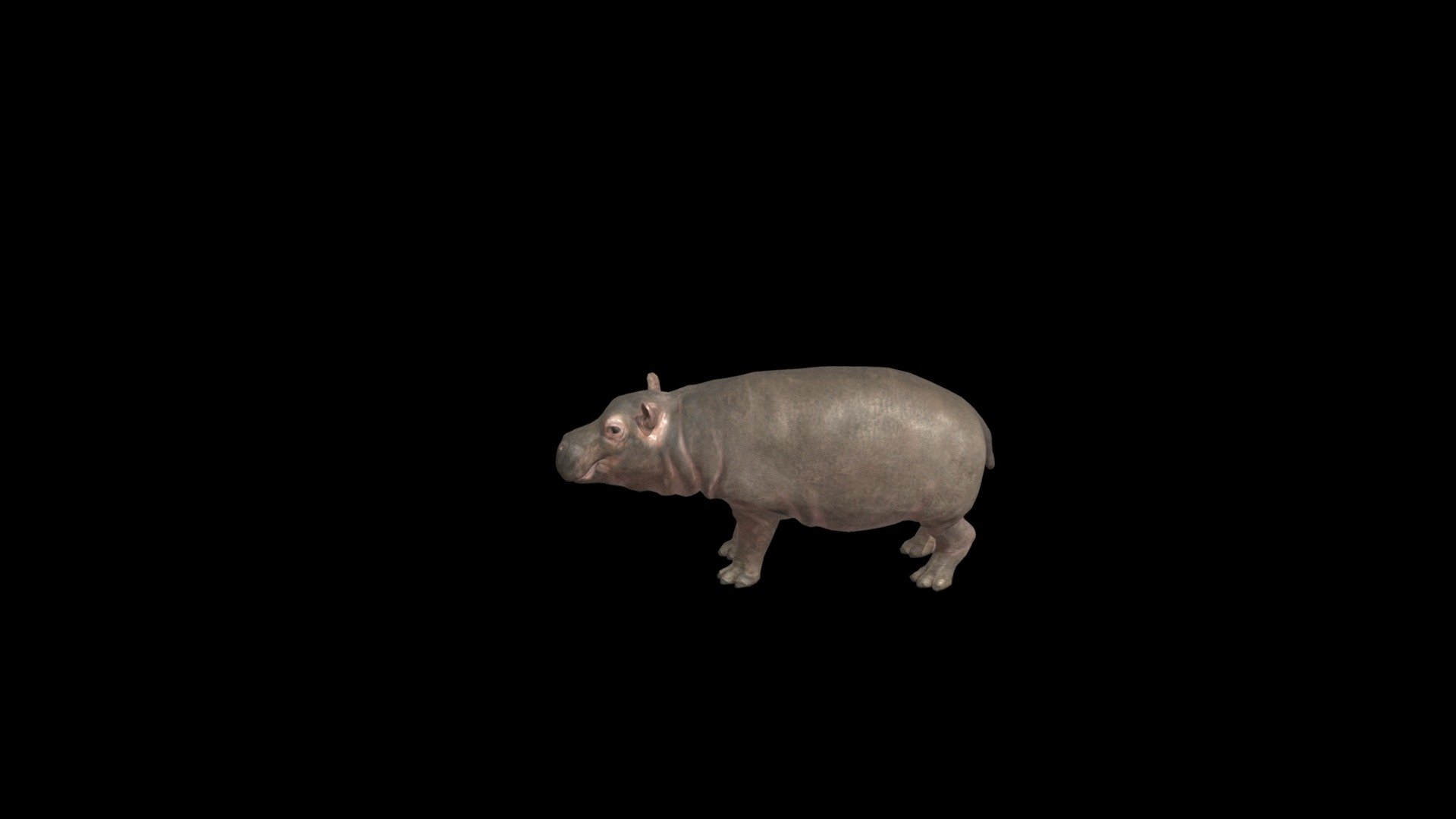 Hippo_Teen 3d model