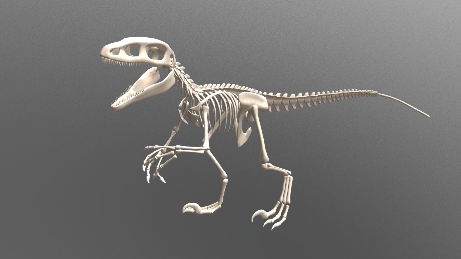 Carnivore Dinosaur Skeleton 3d model