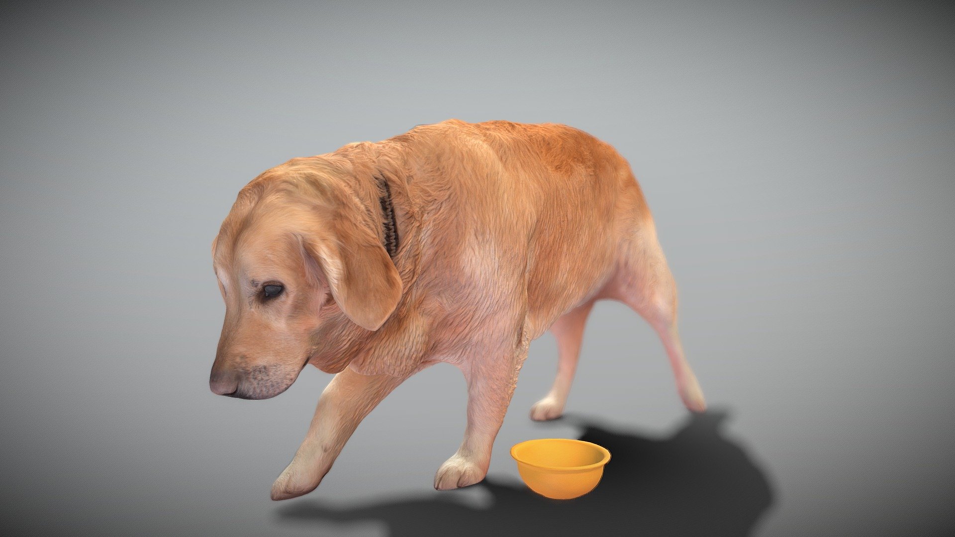 Golden retriever dog 33 3d model