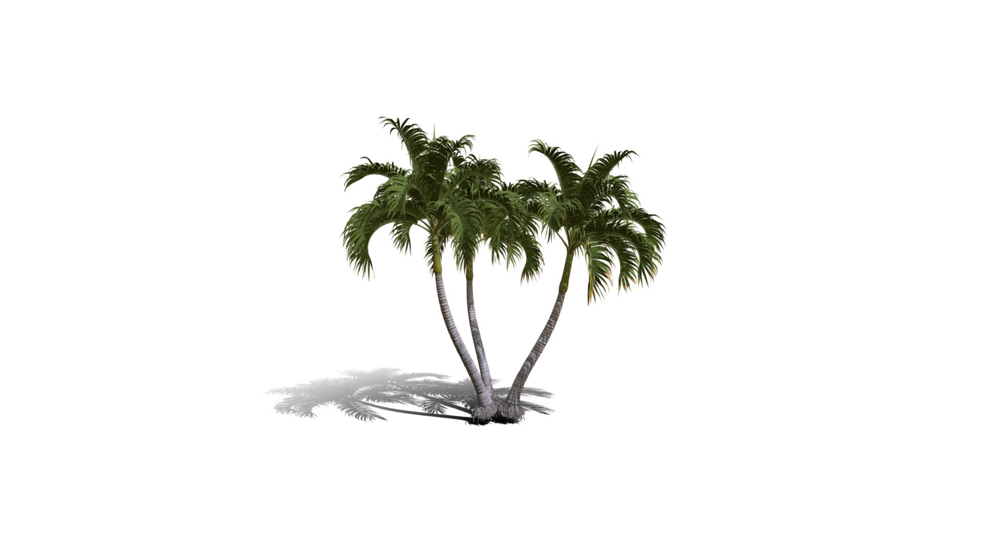 Realistic HD Christmas palm (28/35) 3d model