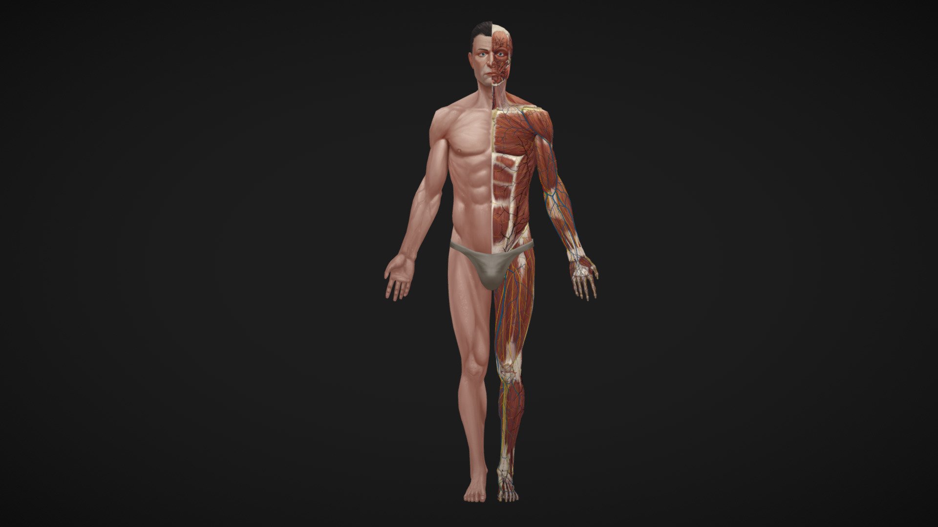 Low poly hand painted anatomy model 3d model