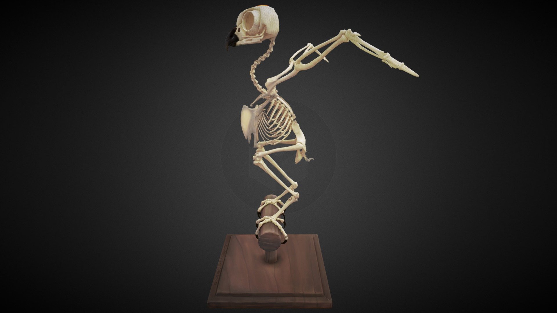 Owl skeleton 3d model