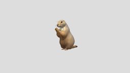 Prairie Dog