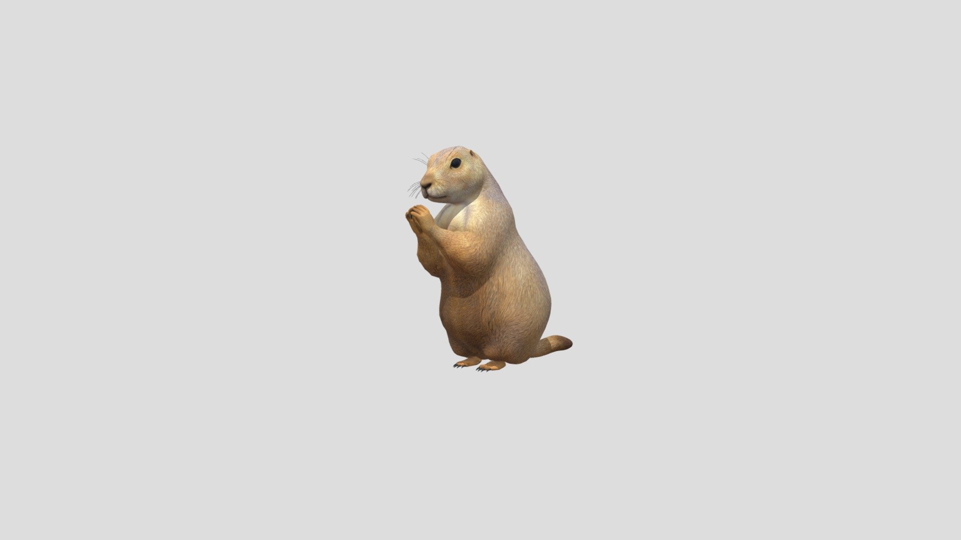 Prairie Dog 3d model