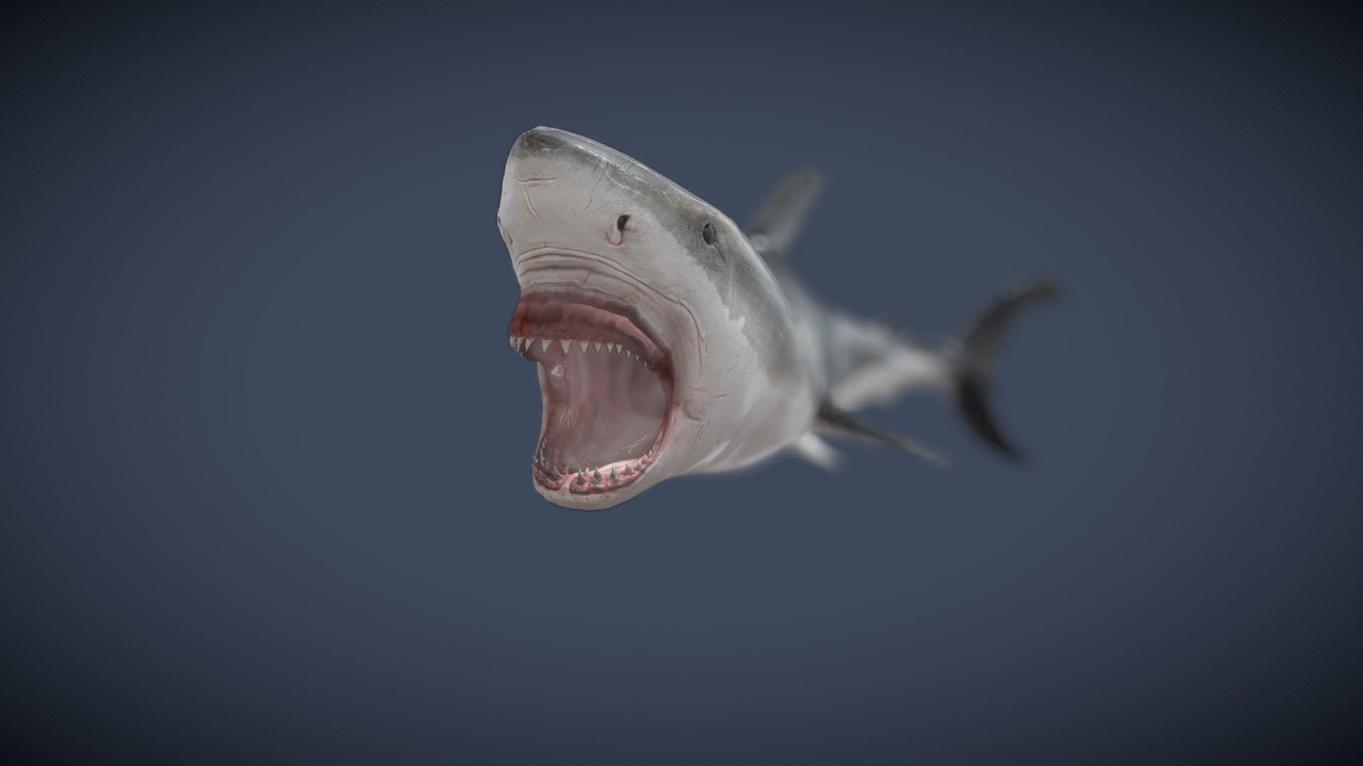 Great White Shark Attack Bite Animation Loop 3d model