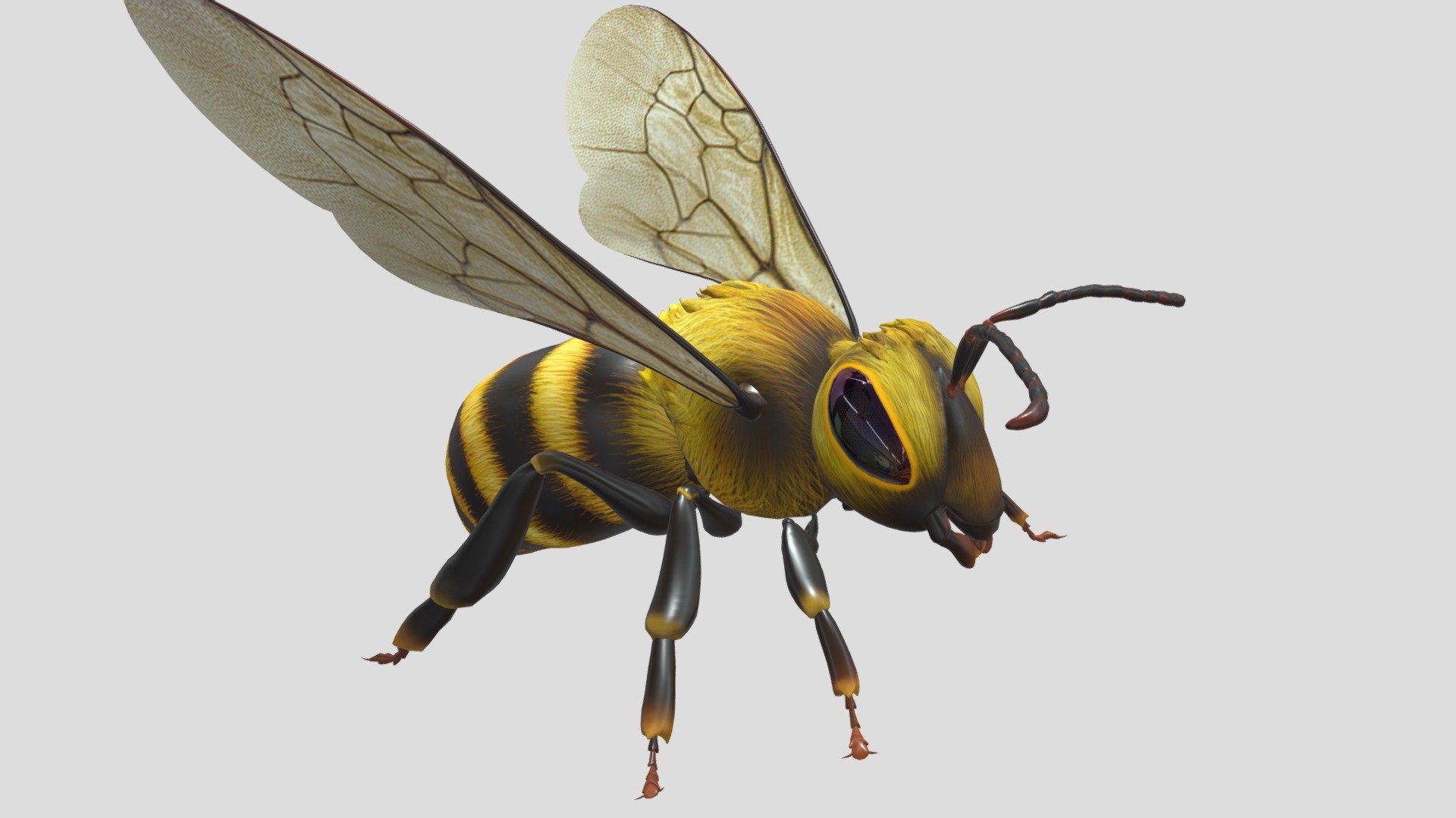 Honey bee 3d model