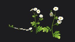 Feverfew stylized plant