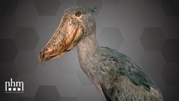 Shoebill (NHMW-Zoo-VS 62.593)