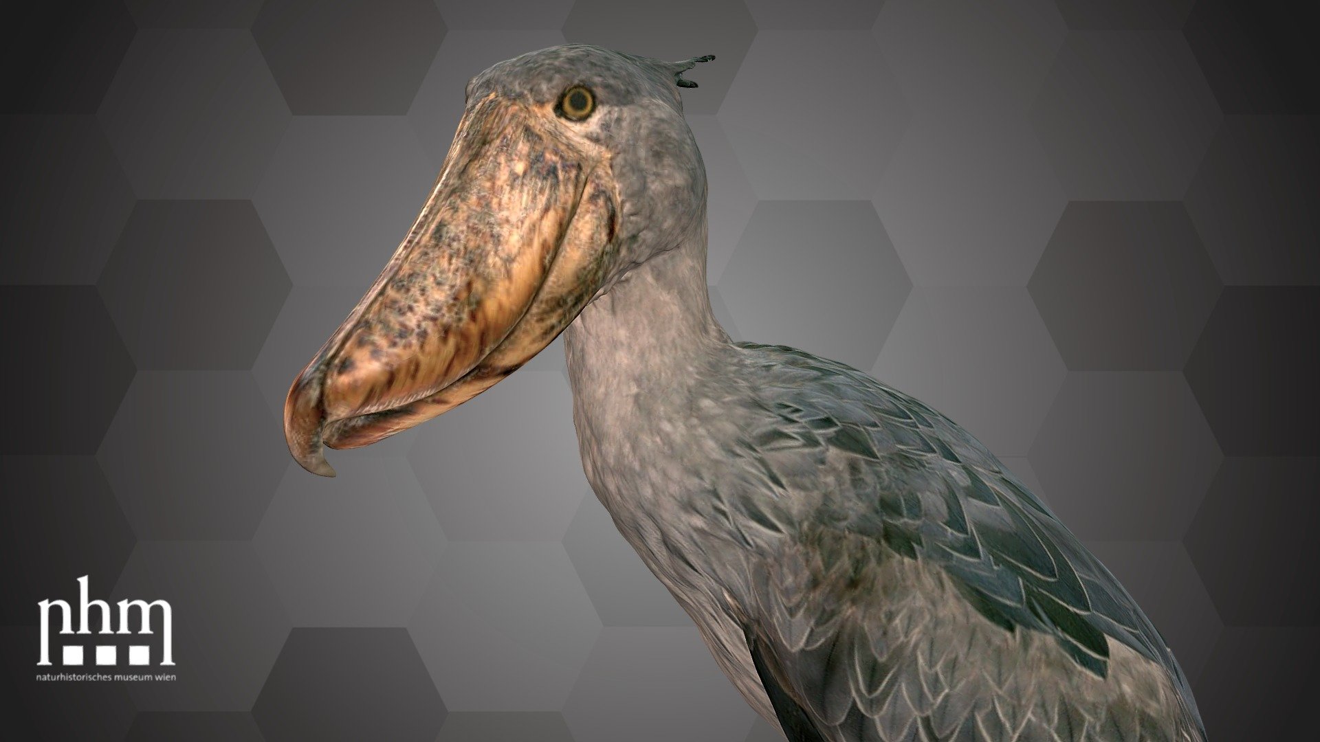 Shoebill (NHMW-Zoo-VS 62.593) 3d model