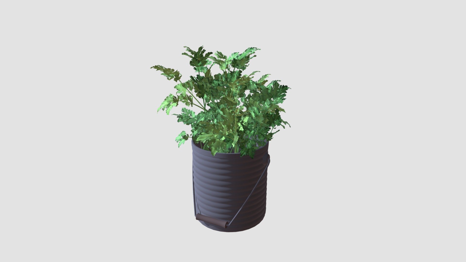 parsley 3d model