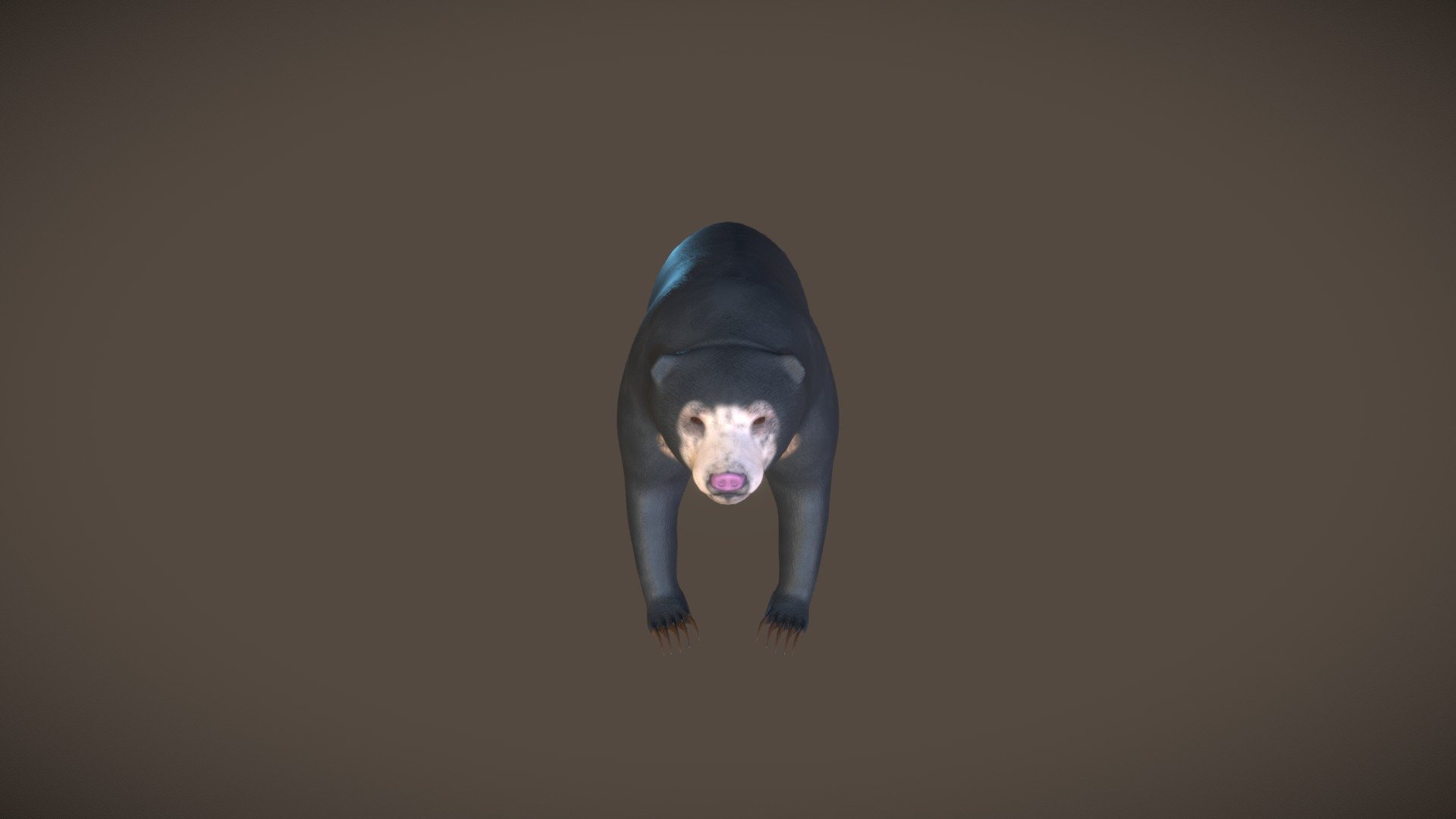 Sun Bear (Beruang Madu) 3d model