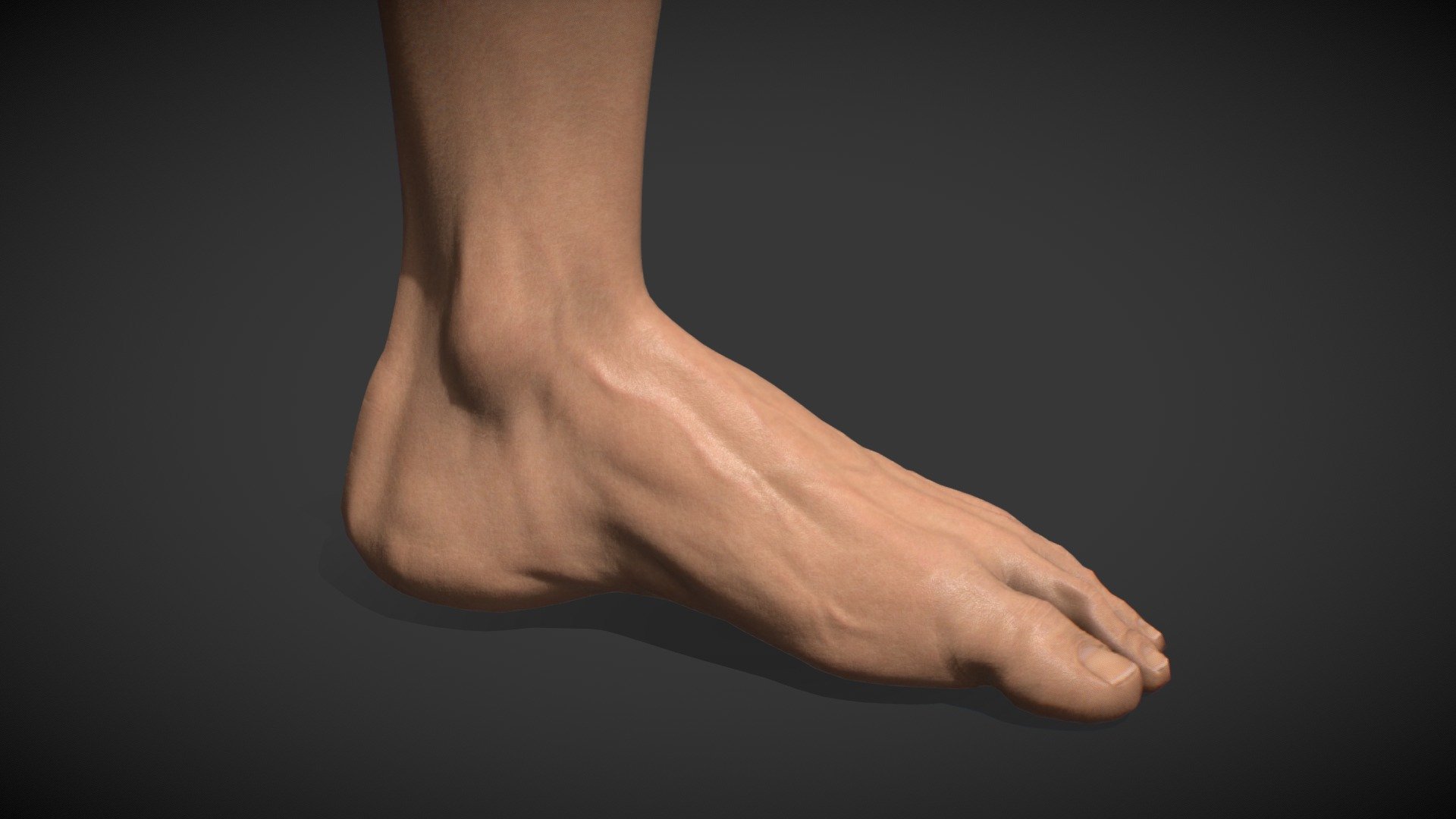 Foot 3d model