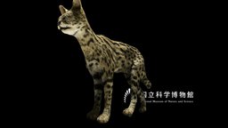 NSMT-M_32109_Serval_(Taxidemy)