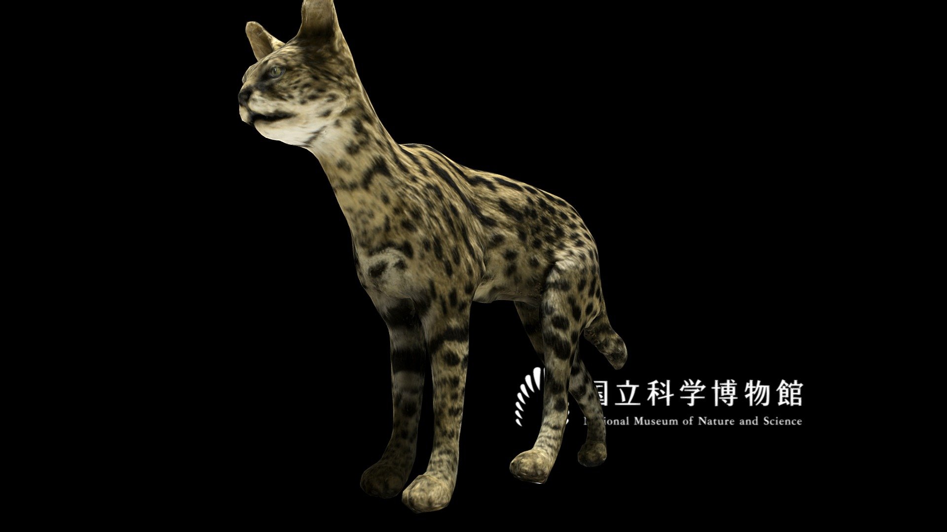 NSMT-M_32109_Serval_(Taxidemy) 3d model