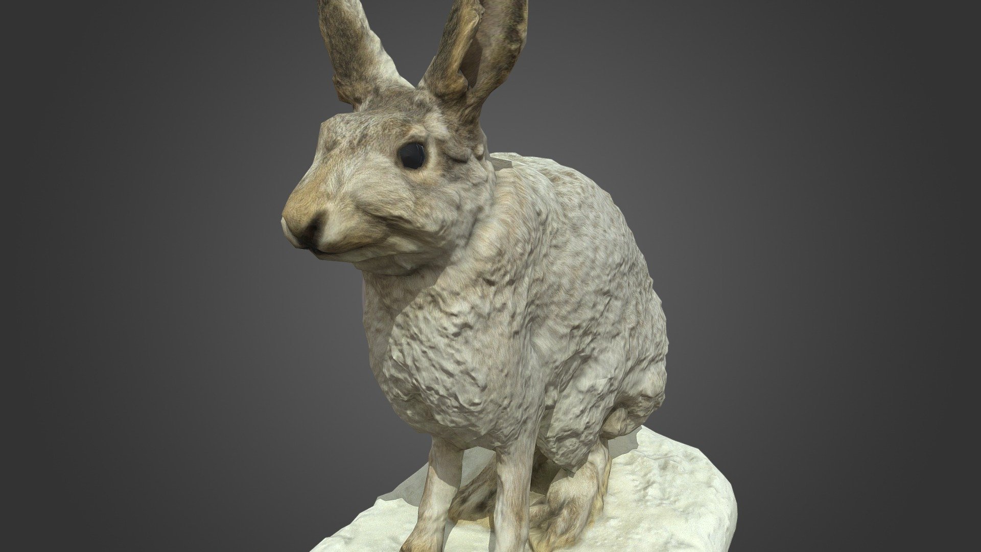 NSMT-M32036 Snow Shoe Hare カンジキウサギ Taxidermy 3d model