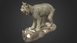 カナダオオヤマネコ Canadian Lynx_Taxidermy (NSMT-M32029)