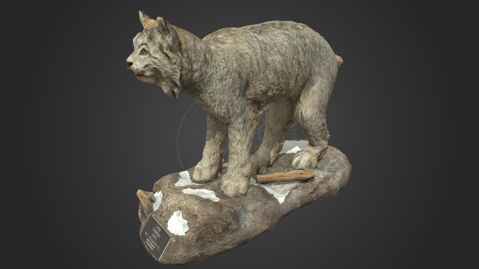 カナダオオヤマネコ Canadian Lynx_Taxidermy (NSMT-M32029) 3d model