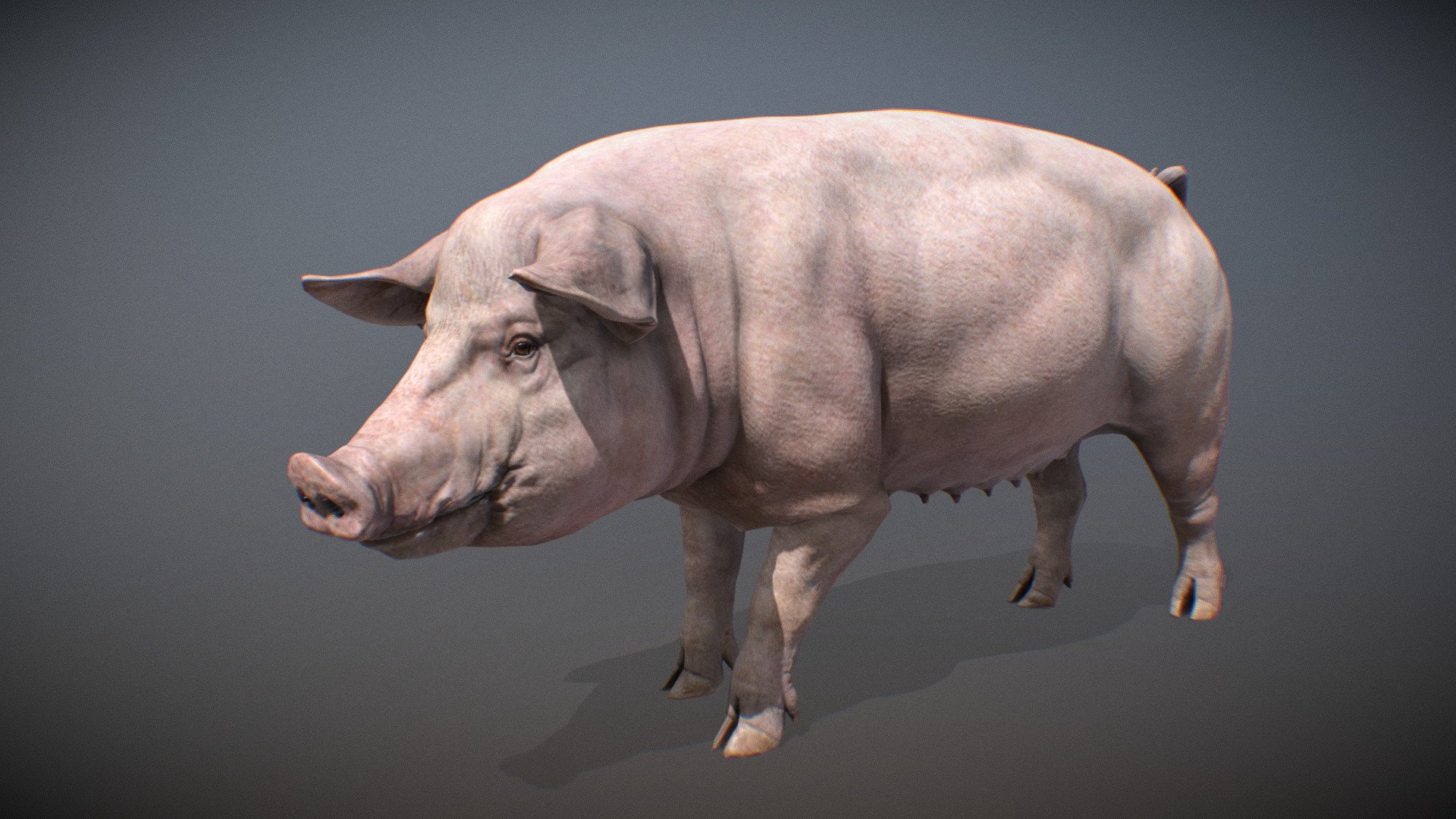 Animalia 3d model