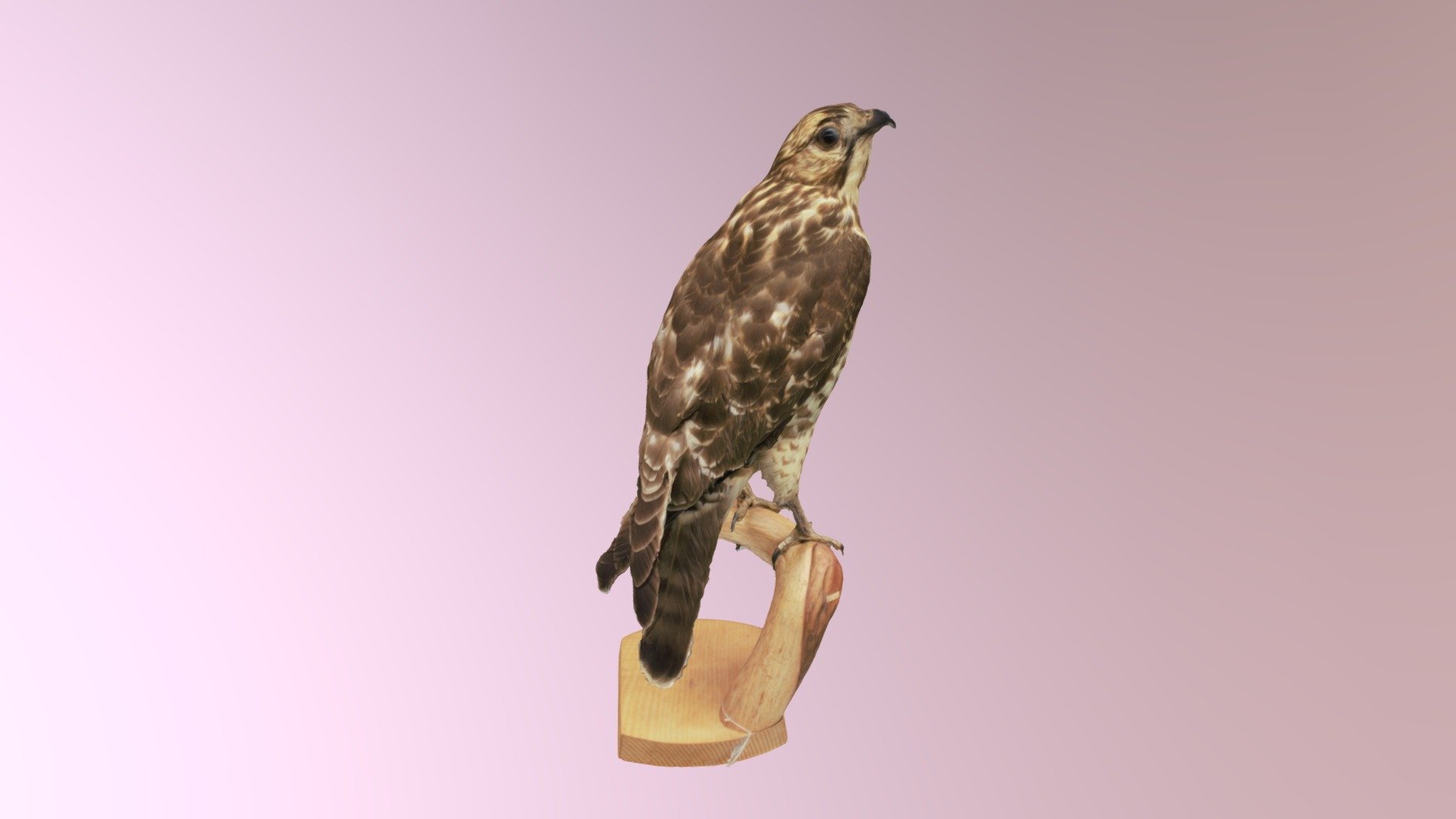 Hawk 1 3d model