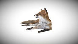 Fox Photogrammetry