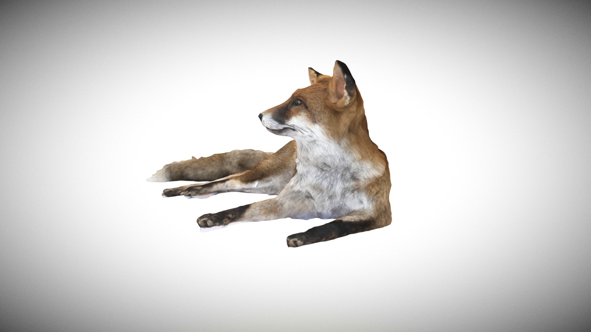 Fox Photogrammetry 3d model