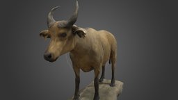 NSMT-M32126_ African Buffalo_アフリカスイギュウ_Taxidermy