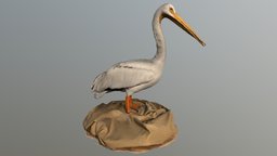 American White Pelican