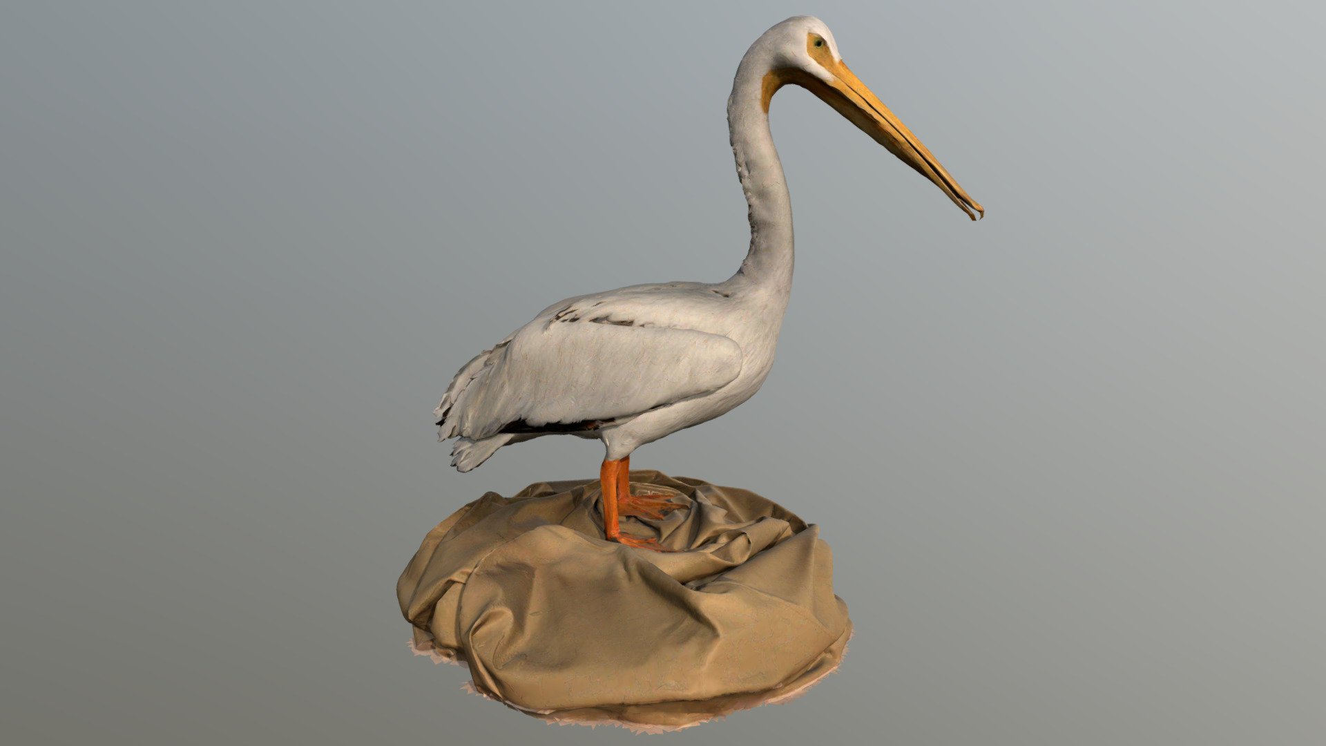 American White Pelican 3d model