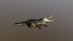 Crocodile