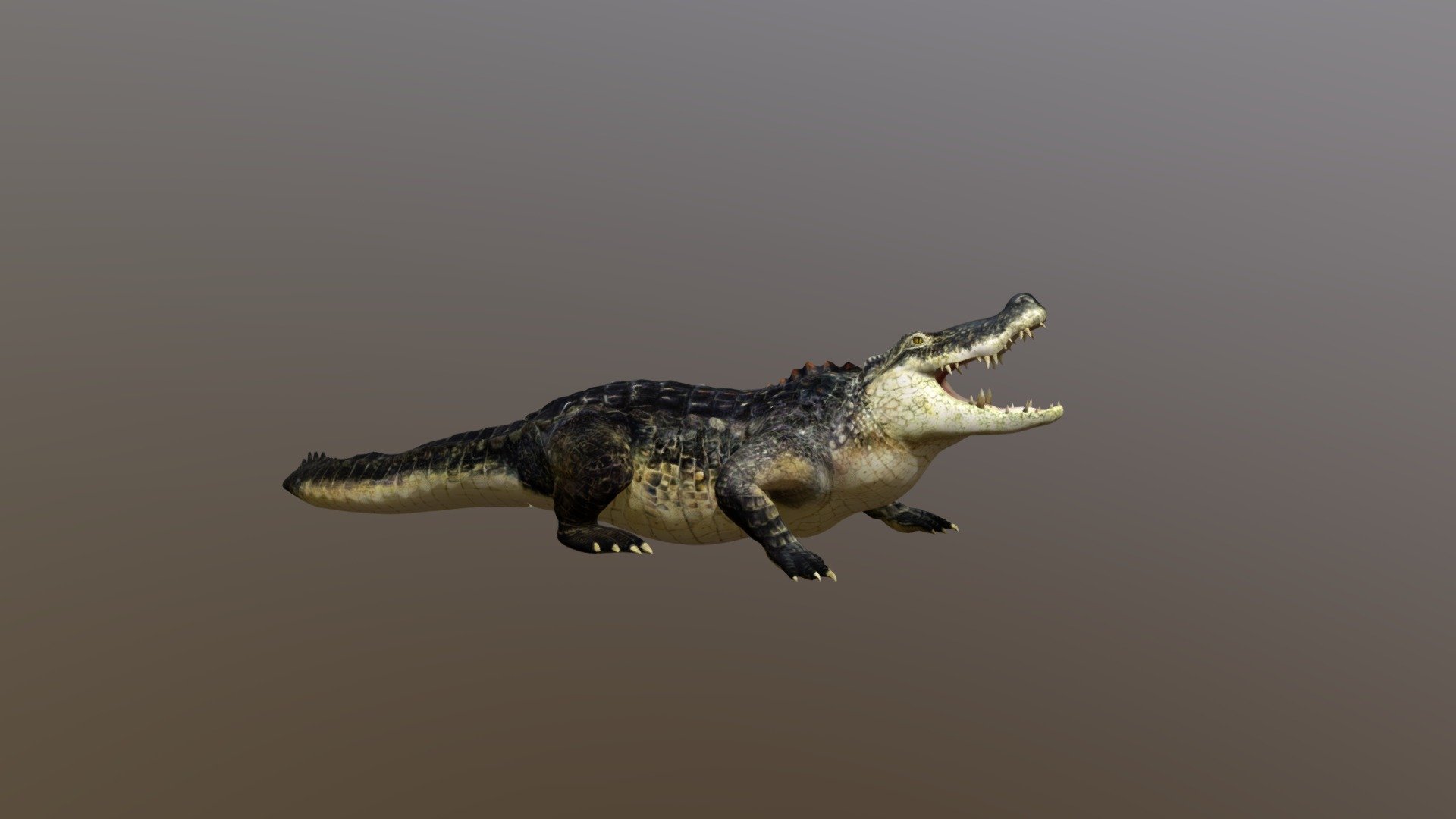 Crocodile 3d model