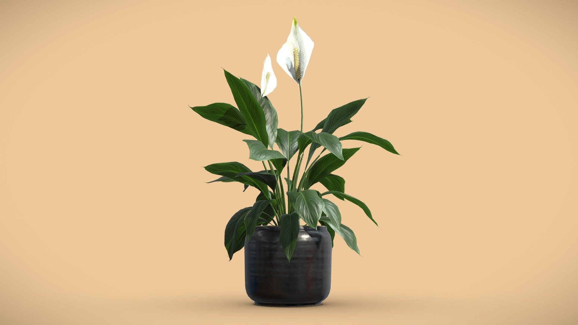 Peace Lily in Ceramic Dark Planter 3d model