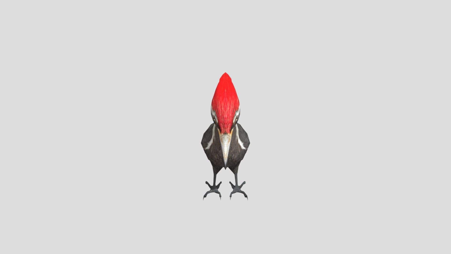 Pileated Woodpecker 3d model