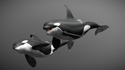 Killer whale