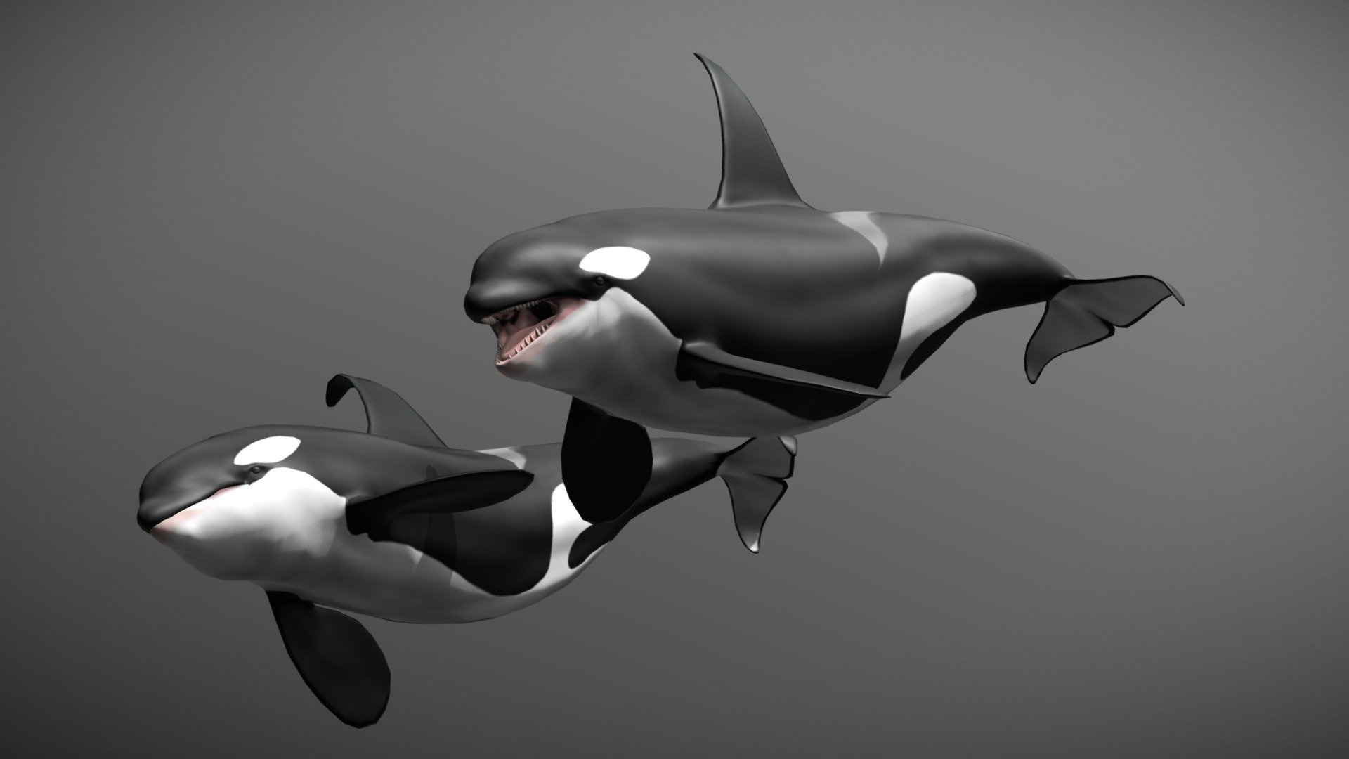 Killer whale 3d model