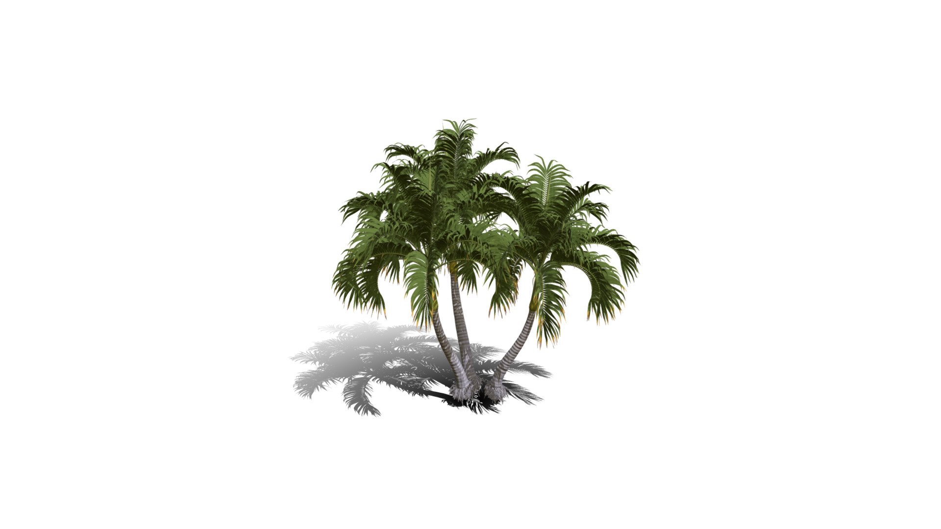 Realistic HD Christmas palm (27/35) 3d model