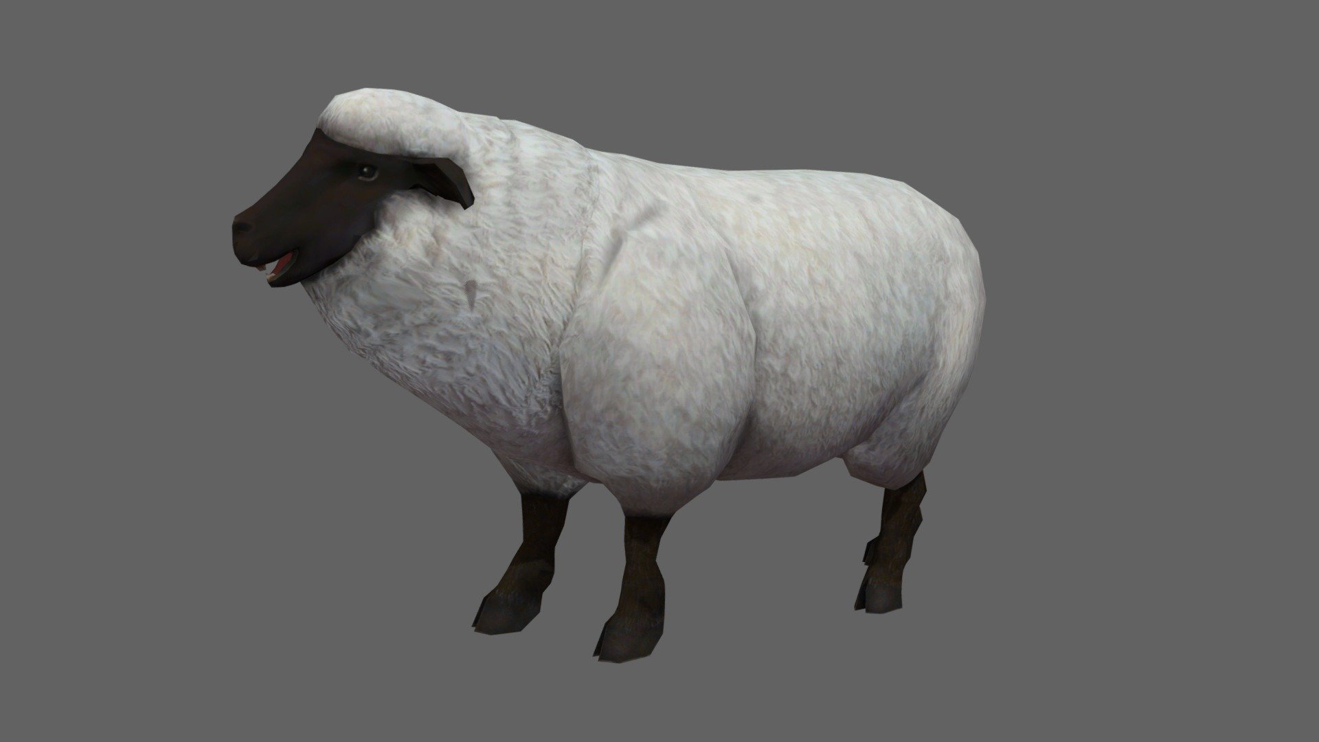 Sheep Casual 3d model