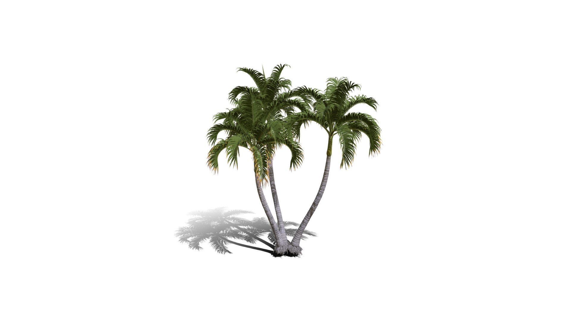 Realistic HD Christmas palm (29/35) 3d model