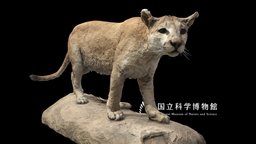 NSMT-M_32354_Cougar_(Taxidemy)