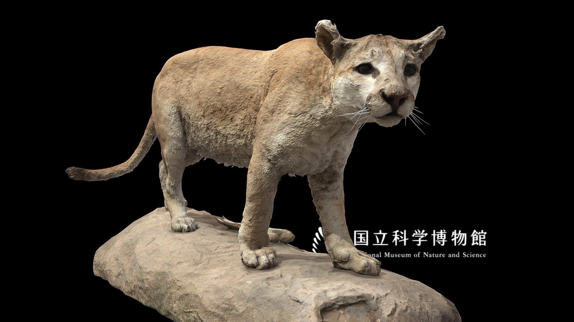 NSMT-M_32354_Cougar_(Taxidemy) 3d model