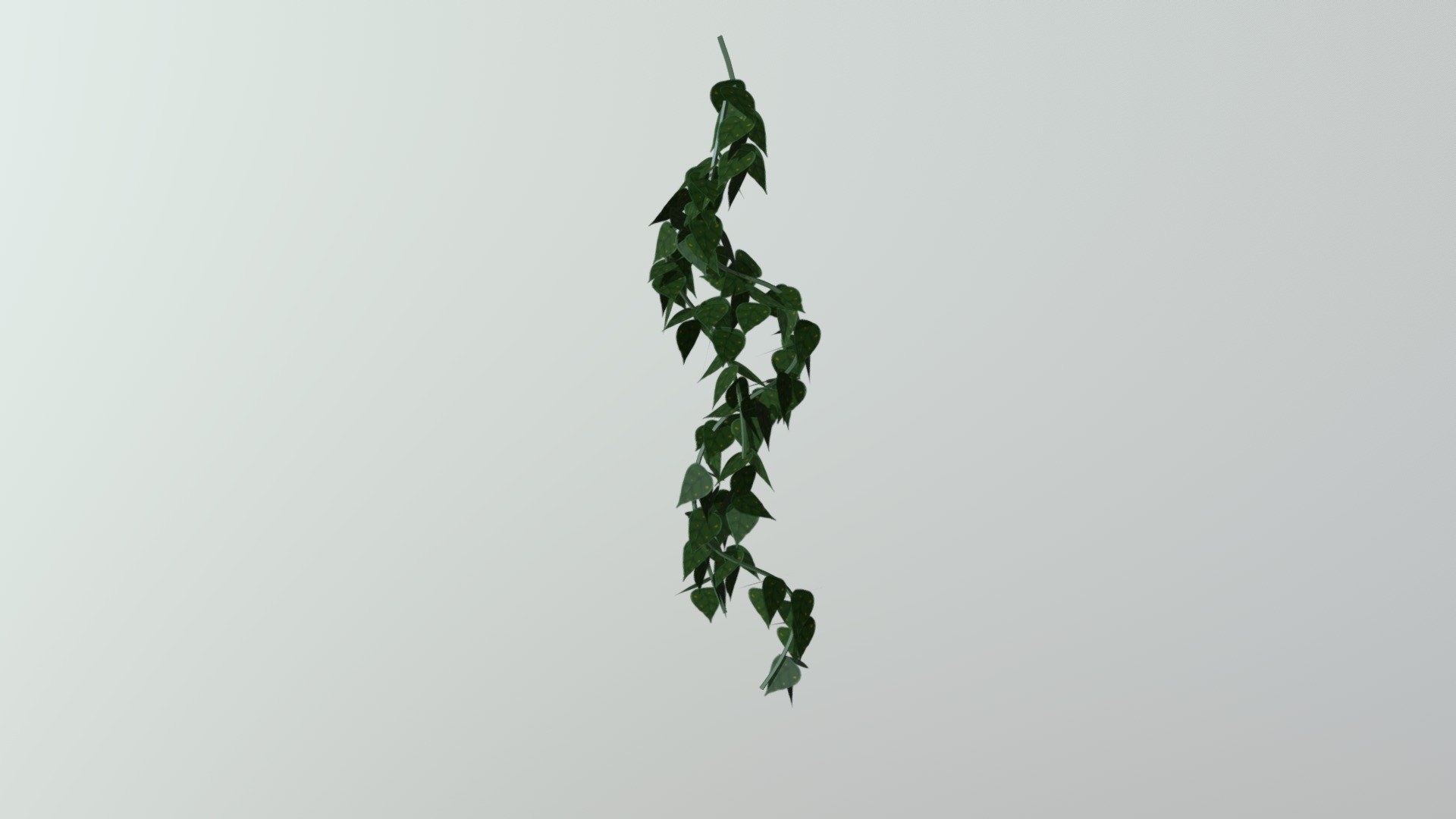 Vine 3d model