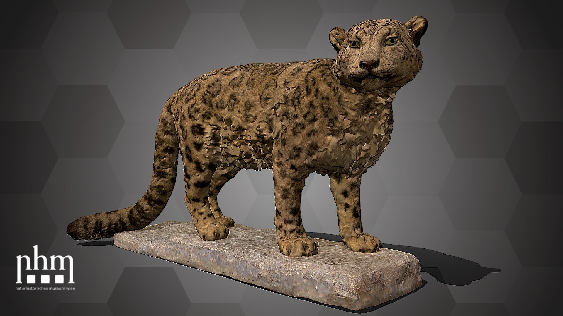 Snow Leopard (NHMW-Zoo-MAMM B5555) 3d model