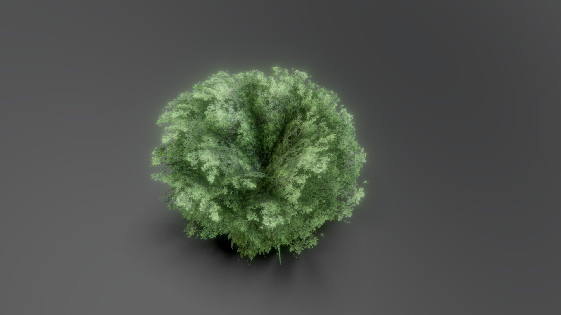 Bush 3d model