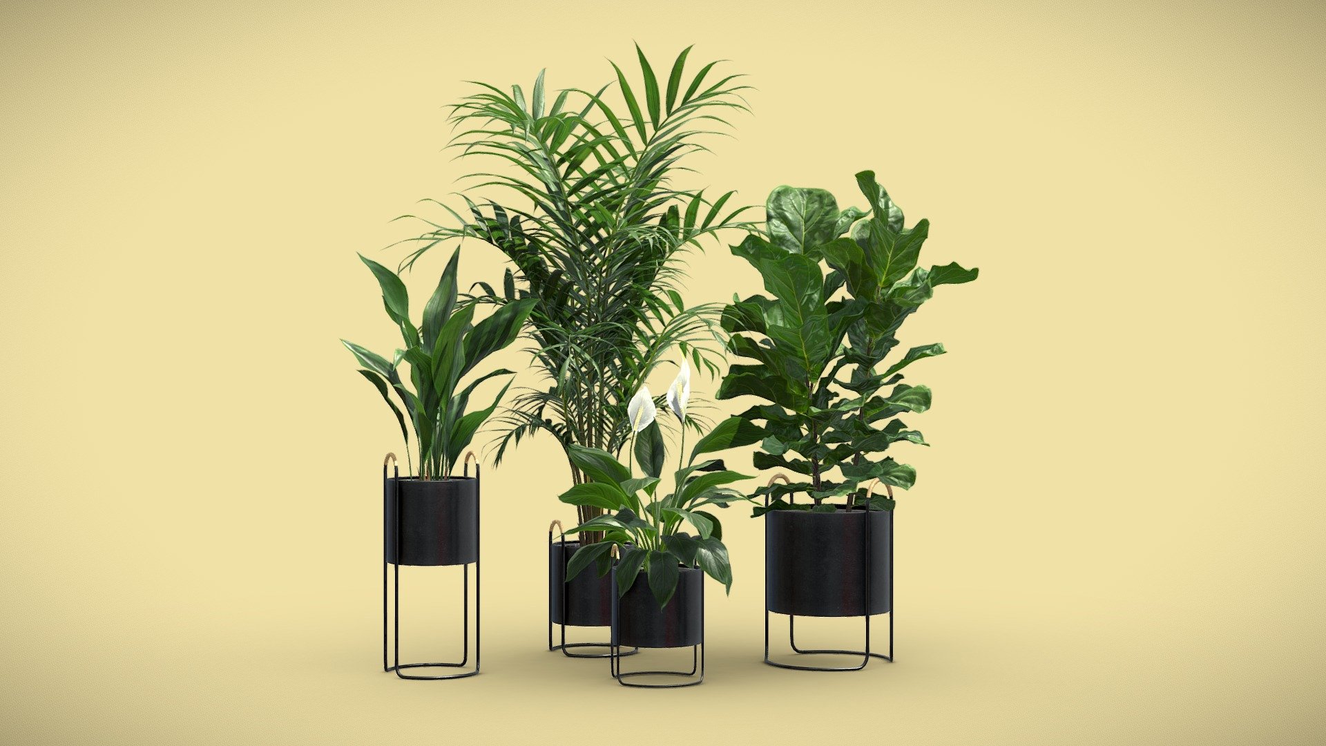 Indoor Plants Pack 69 3d model