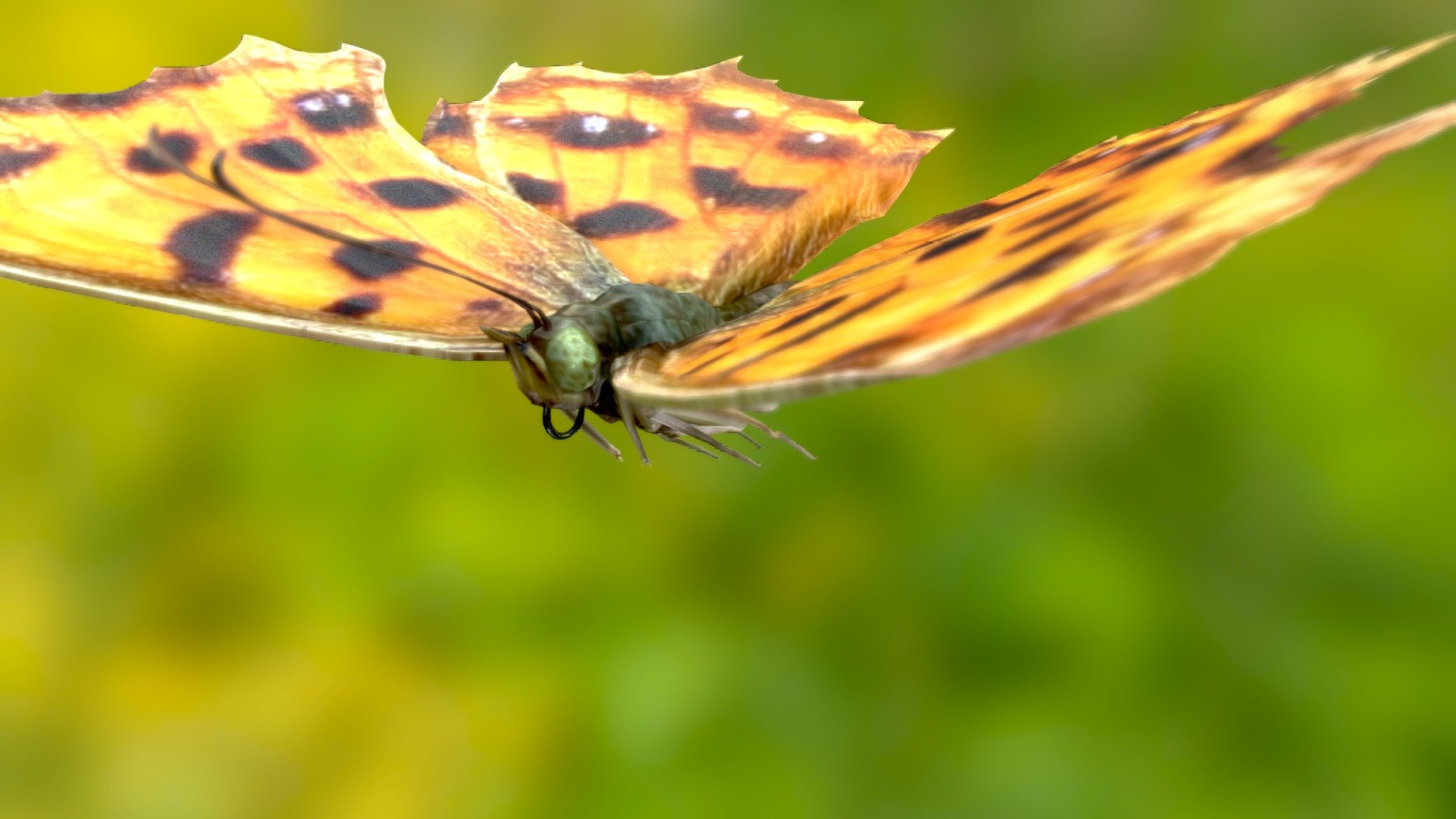 Polygonia c-aureum 3d model