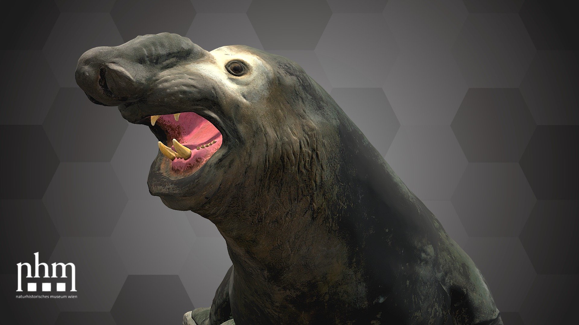 Southern Elephant Seal (NHMW-Zoo-MAMM 18460) 3d model